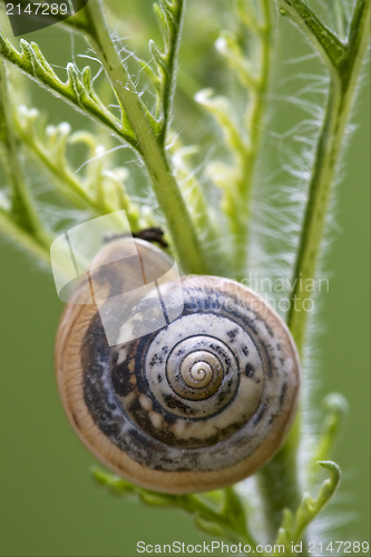 Image of wild brown snail gastropoda  