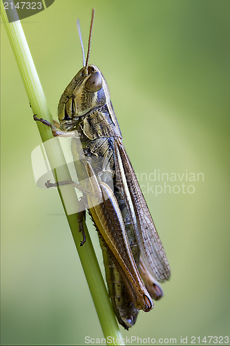 Image of brown  grasshopper chorthippus brunneus 