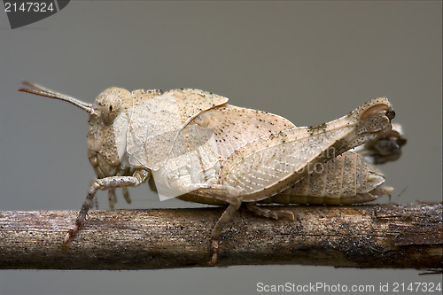 Image of brown  grasshopper Orthopterous