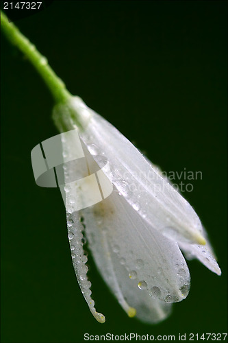 Image of white flower allium  in green