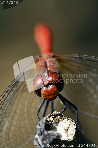 Image of front of wild red yellow dragonfly on a wood