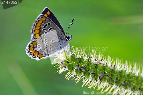 Image of grey orange  butterfly