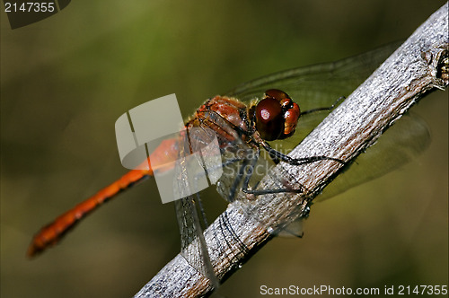 Image of wild red dragonfly 