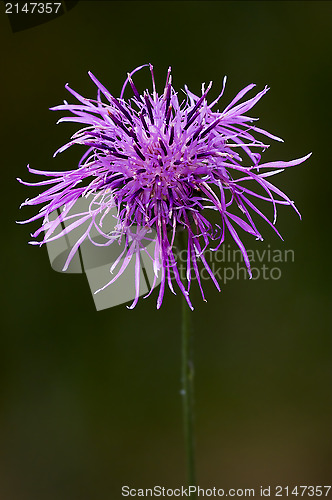 Image of galactites tomentosa