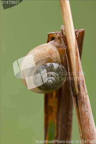 Image of gastropoda