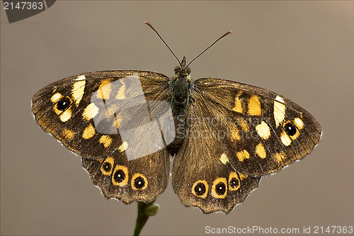 Image of rear of wild brown  orange butterfly  
