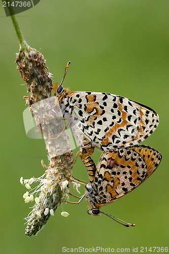 Image of  two orange butterfly  having sex