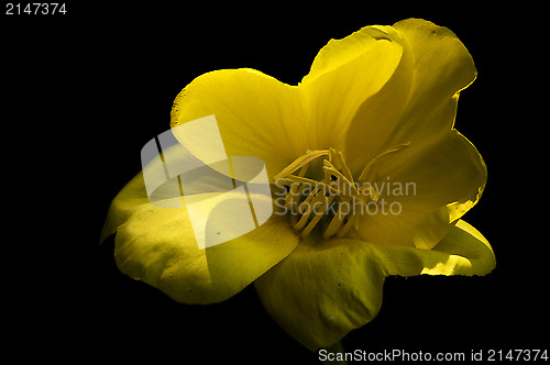 Image of  oenothera biennis 