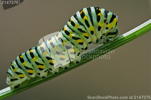 Image of wild caterpillar  fennel branch