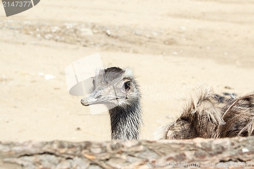 Image of Portrait of an ostrich shot at a farm 