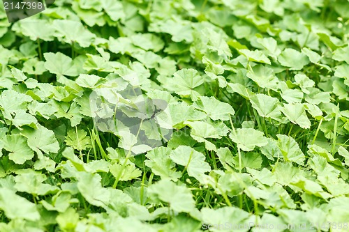Image of green leaves texture for background use