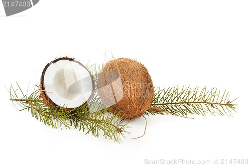 Image of Coconut with pine twig on white 