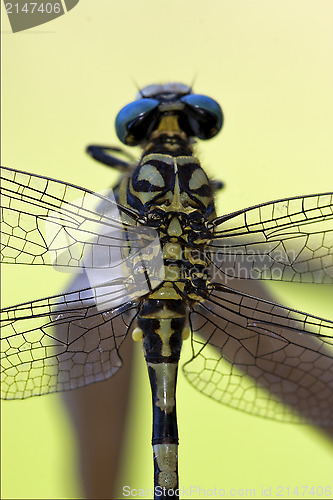 Image of back of   anax imperator 