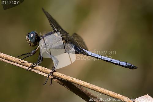 Image of blue dragonfly brachytron pratense