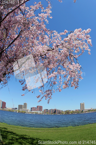 Image of Spring