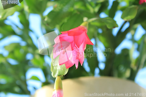 Image of Fine pink flower of Schlumbergera