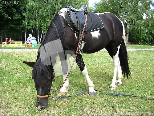 Image of black and white pony with a saddle