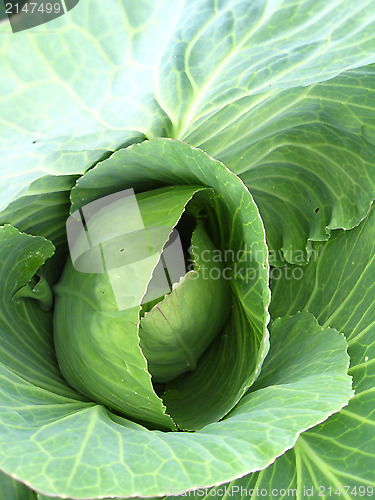 Image of Big head of green cabbage