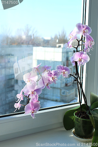 Image of Fine branch of a blossoming pink orchid