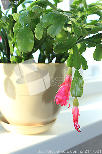 Image of Fine pink flower of Schlumbergera