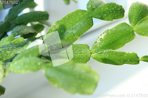 Image of Fine leaves of the flower of Schlumbergera