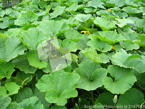 Image of Green bed of the leaves of pumpkin