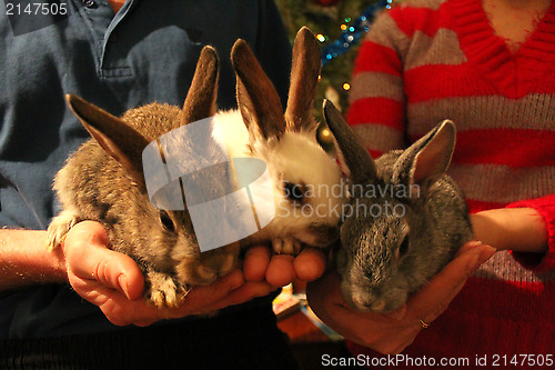 Image of brood of three rabbits in the hands