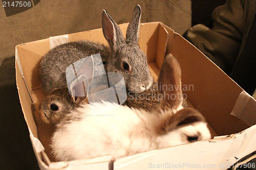 Image of brood of three rabbits in the box