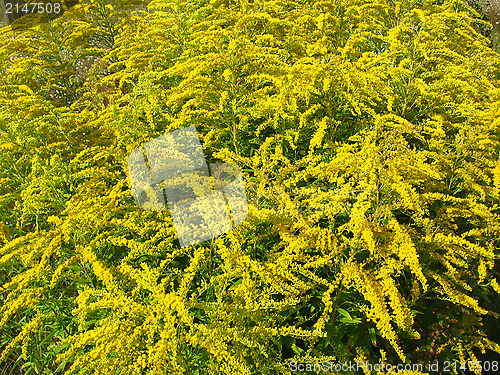 Image of beautiful yellow flowers