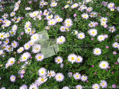 Image of bed of nice light and  lilac chrysanthemums