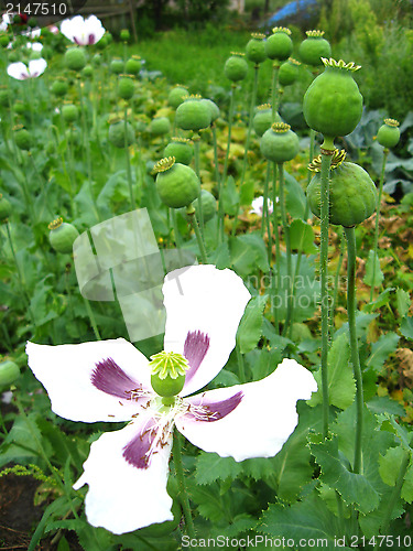 Image of beautiful flower of poppy and its fruits