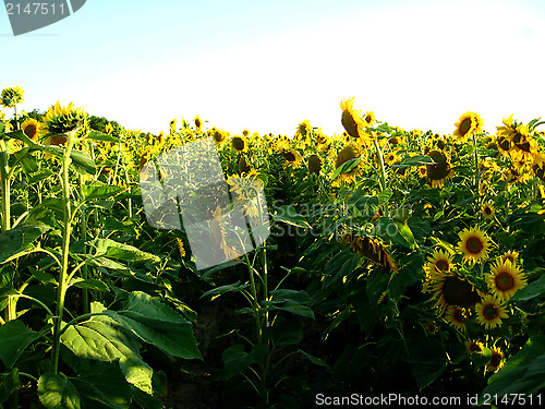Image of ield with beautiful sunflowers