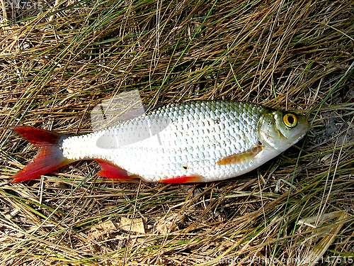 Image of Beautiful rudd laying on a grass