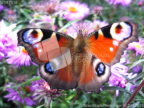 Image of butterfly of peacock eye on the aster