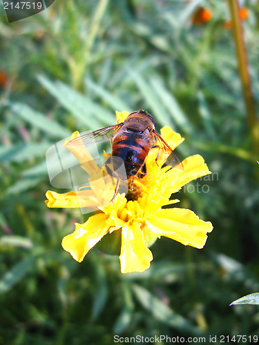 Image of bees sitting on the yellow flower