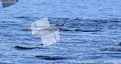 Image of Dolphin Fins