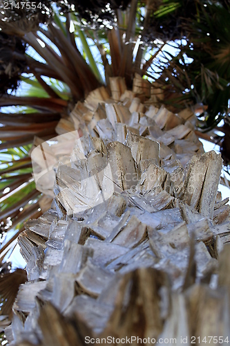 Image of Palm Tree