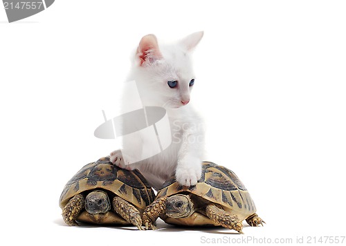 Image of young Tortoises and cat