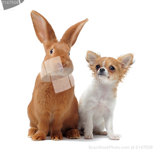 Image of chihuahua and Rabbit