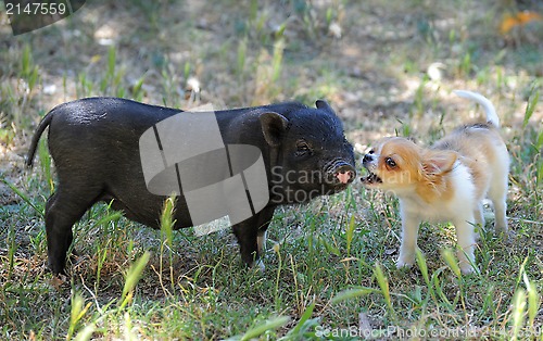 Image of liitle piggy and chihuahua