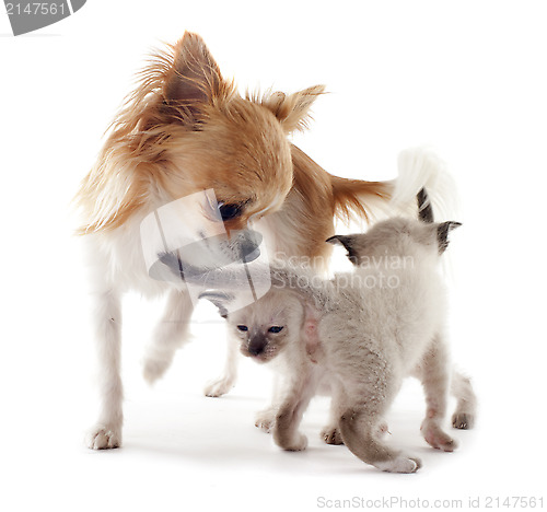 Image of Siamese kitten and chihuahua