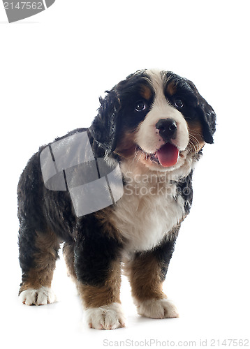 Image of puppy bernese moutain dog