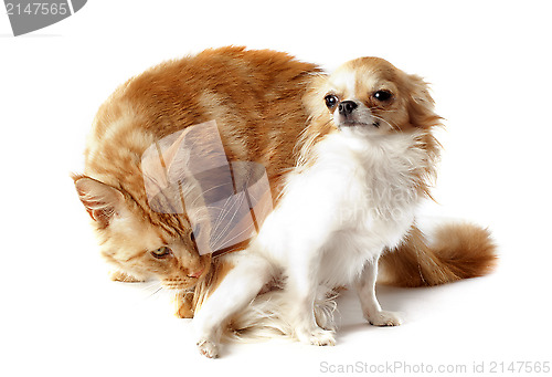 Image of maine coon cat and chihuahua