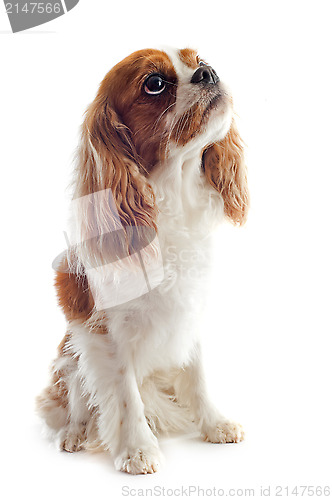 Image of cavalier king charles