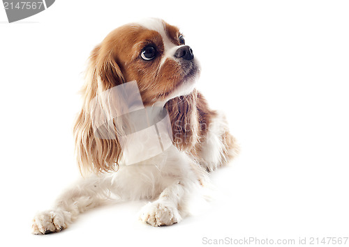 Image of cavalier king charles