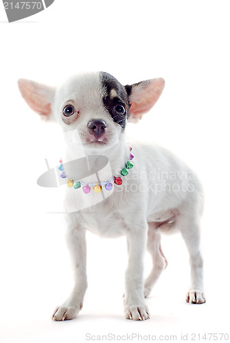 Image of puppy chihuahua