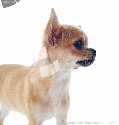 Image of puppy chihuahua