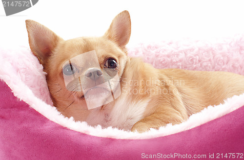 Image of chihuahua in dog bed