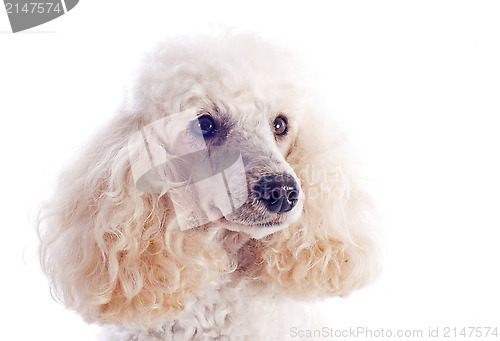 Image of poodle 