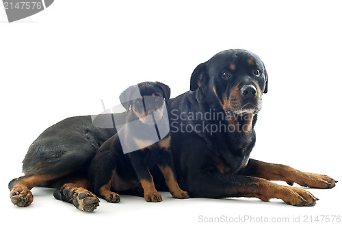 Image of rottweilers